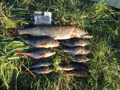 Ešerys, 0,7 kg — Pašiaušės I-asis