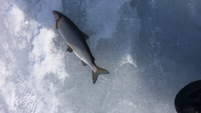 Sykas, 1,2 kg