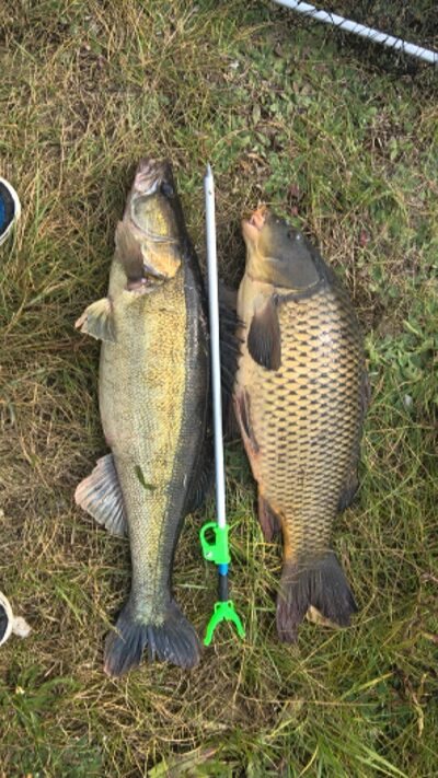 Starkis, 3,5 kg — Poškonių