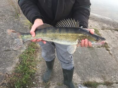Starkis, 2,3 kg — Krivėnų