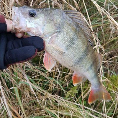 Ešerys, 0,4 kg — Danė