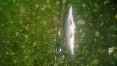 Lydeka, 2,8 kg — Širvėnos