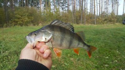 Ešerys — Eišiškių HE