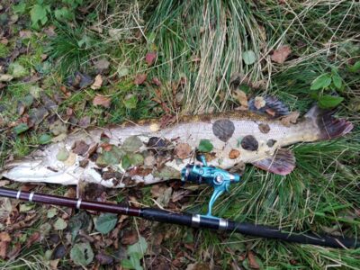 Lydeka, 7,8 kg