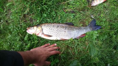 šapalas, 1,2 kg — Neris