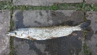 Lydeka, 1,5 kg — Taramas