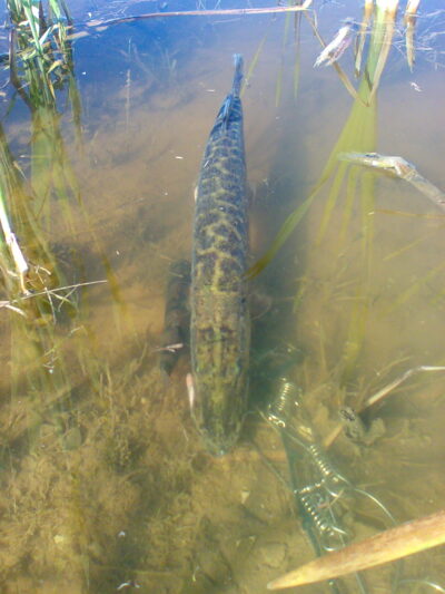 Lydeka, 1,5 kg