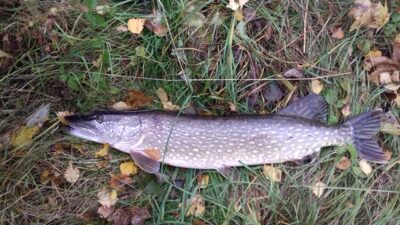 Lydeka, 3,5 kg — Plikių