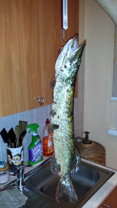 Lydeka, 1,8 kg — Skirvytė