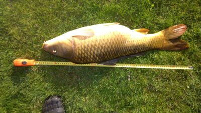Paprastasis karpis, 5,2 kg