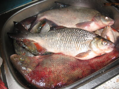 Paprastoji raudė, 1,3 kg — ATMATA