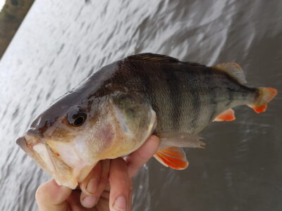 Ešerys, 1,0 kg — Balskų