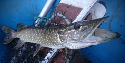 Lydeka, 1,0 kg
