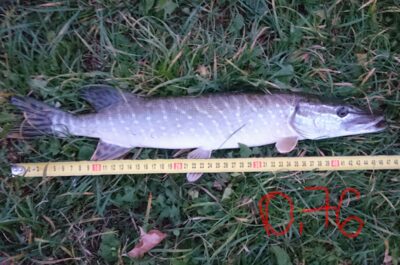 Lydeka, 0,8 kg — Talkša