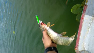 Lydeka, 0,9 kg