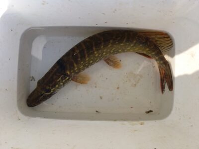 Lydeka, 1,0 kg — Gilius