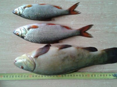 Lynas, 0,4 kg — Gudelių
