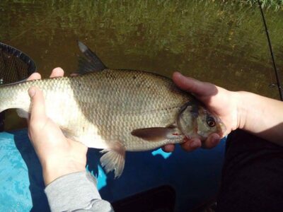 Karšis, 0,5 kg — Minija