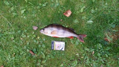 Ešerys, 0,6 kg — Dabužių