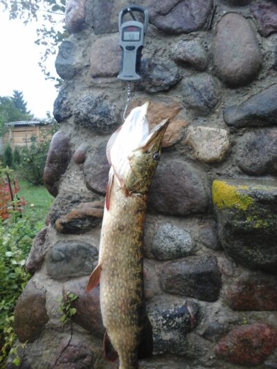 Lydeka, 5,6 kg — Kiaunas
