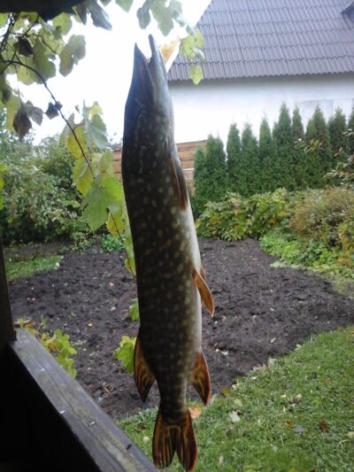 Lydeka, 1,0 kg — Lamėstas