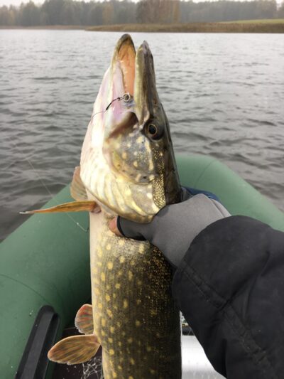 Lydeka, 1,6 kg — Jurgežerių