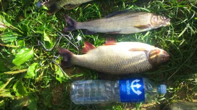 Mekne, 1,3 kg — Neris