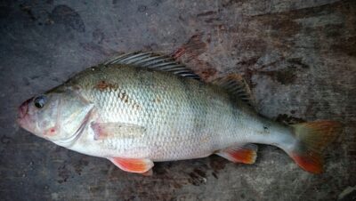 Ešerys, 0,6 kg — Kuršių