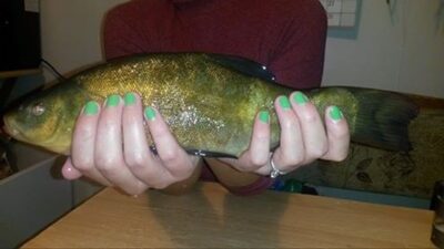 Lynas, 0,5 kg — Gudelių