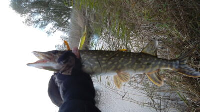 Lydeka, 1,0 kg