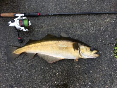 Saida, 2,5 kg — Norvegijos jūra