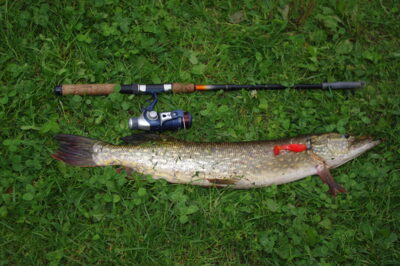 Lydeka, 1,5 kg