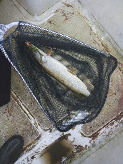 Lydeka, 1,1 kg