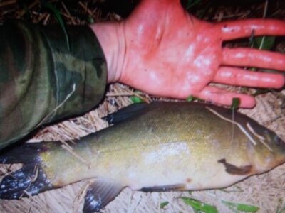 Lynas, 3,1 kg — Aujėdas