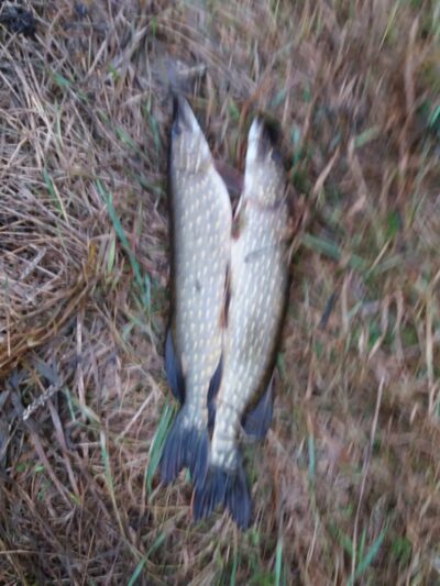 Lydeka, 1,5 kg — Pagryžuvio