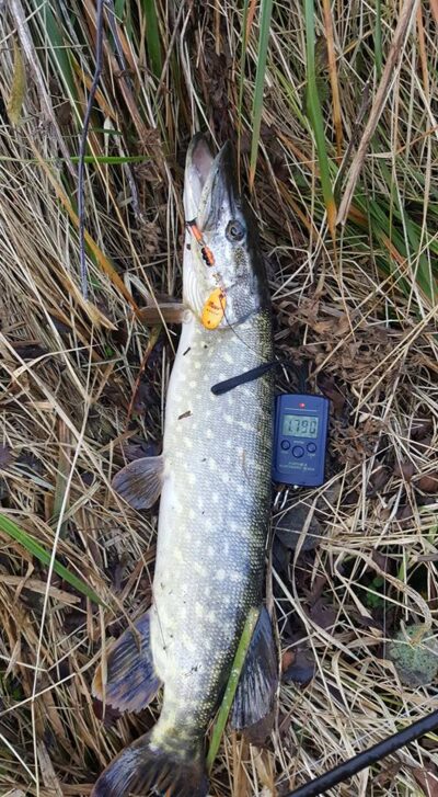 Lydeka, 1,8 kg