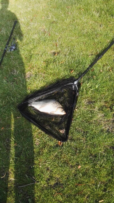Sidabrinis karosas, 1,8 kg
