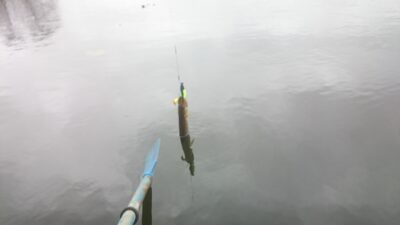 Lydeka, 0,3 kg — Kurklys
