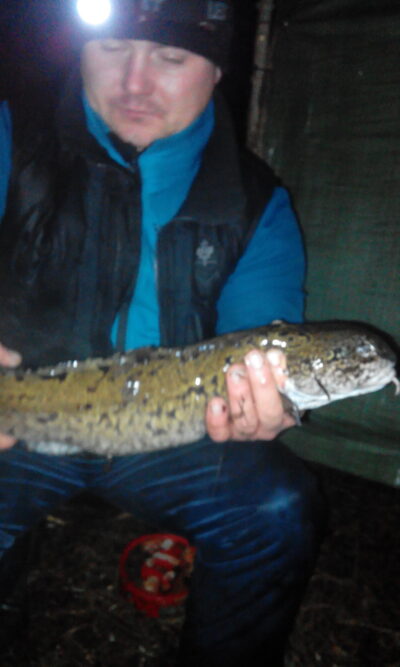 Vėgėlė, 1,5 kg — Nemunas