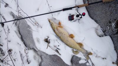 Lydeka, 3,0 kg