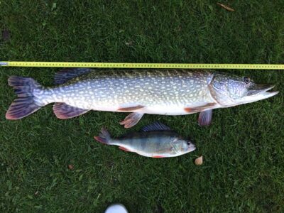 Lydeka, 4,7 kg