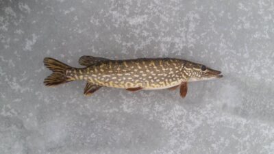 Lydeka, 1,1 kg — Lakajos