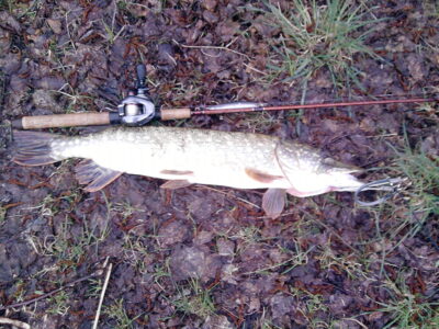 Lydeka, 3,0 kg