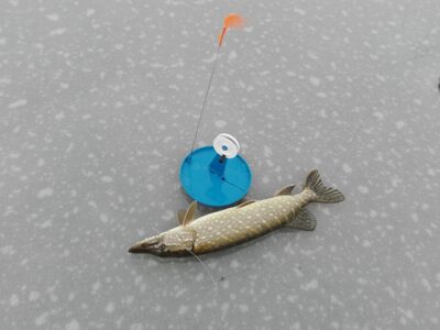 Lydeka, 1,5 kg — Dviragis