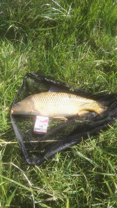 Paprastasis karpis, 4,9 kg