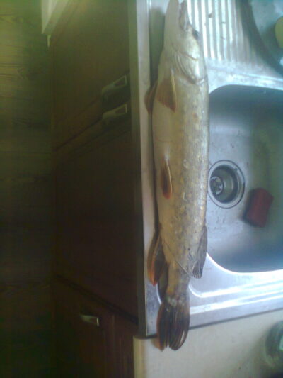 Lydeka, 2,0 kg — Danė