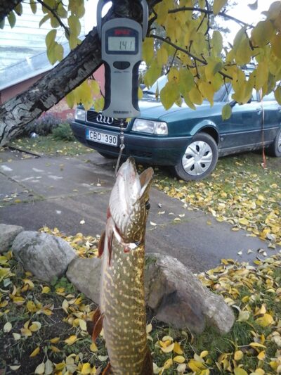 Lydeka, 1,4 kg — Kiaunas
