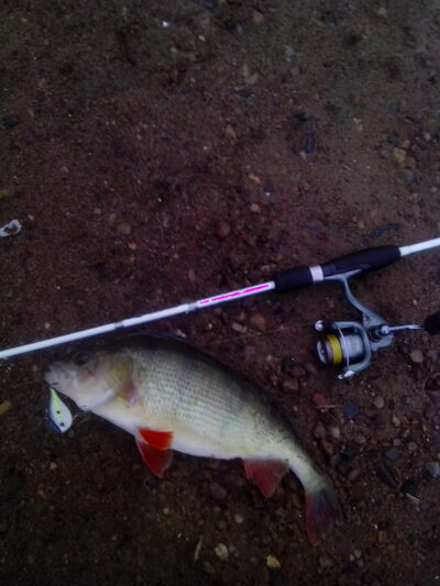 Ešerys, 1,1 kg — Lampėdis