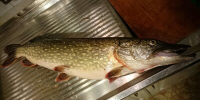 Lydeka, 3,0 kg — Nemunas