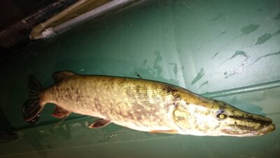 Lydeka, 1,1 kg — Nemunas